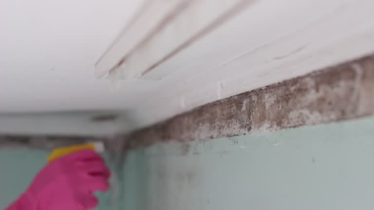 Best Dehumidification Services  in Geistown, PA